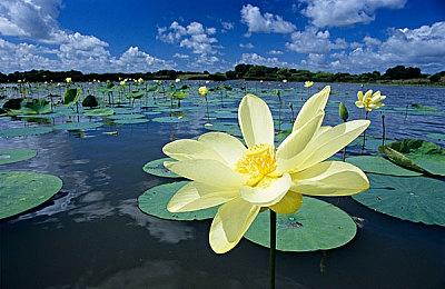 《小丑牌》作者：明年准备进行一些扩展 但不会改变