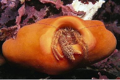 《超级动物大逃杀》第九赛季启动 游戏宣传片欣赏